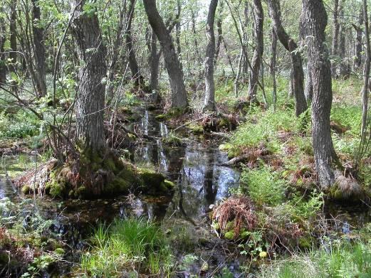 med minst 30 cm torv Minerotrof myr; tillskott av näring genom