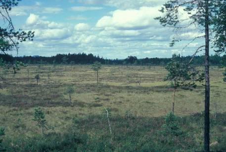 Öppen mosse (kalmosse): Sphagnum, dvärgris Tallmosse Hur vet man om det är ett kärr?