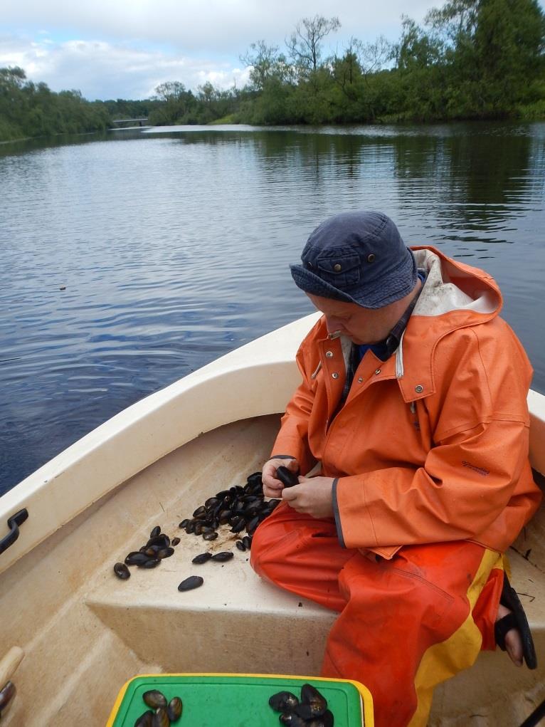 olika vattenförekomster, därför är det mycket svårt att dra någon slutsats vilka fiskarter som är värd för den tjockskaliga målamusslan i Helge å.