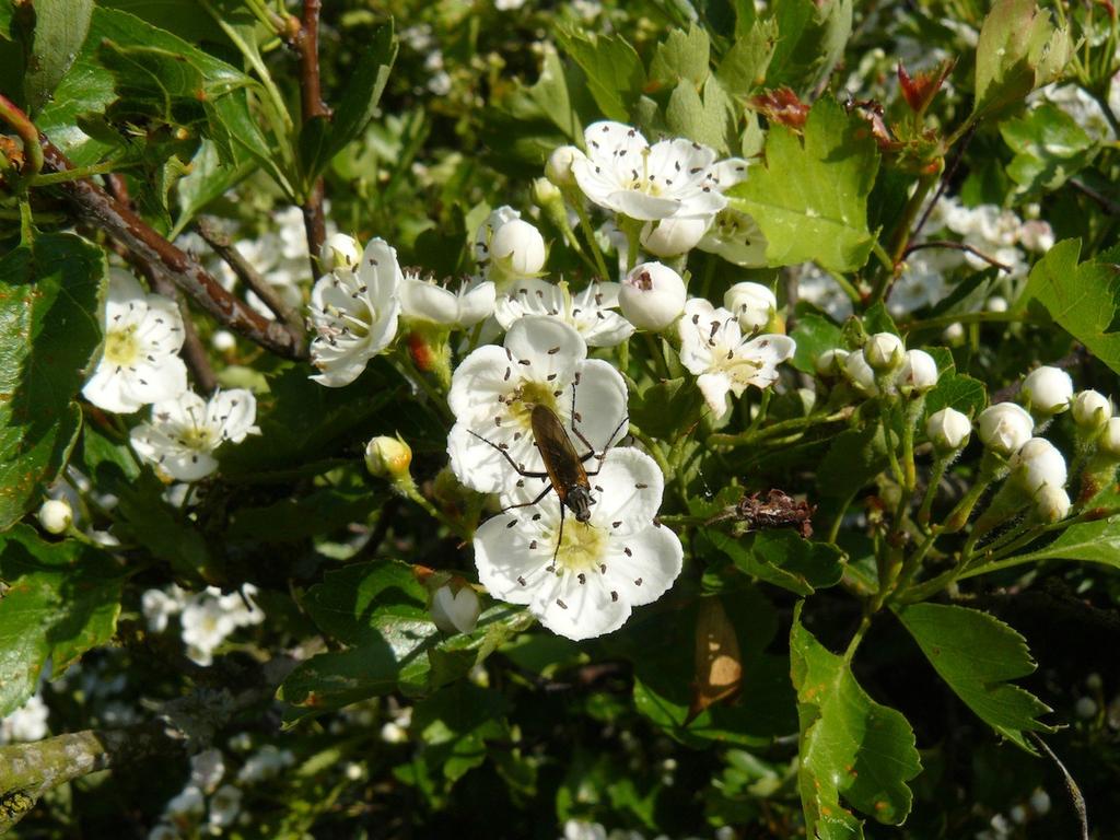 Naturinventering och naturvärdesbedömning av