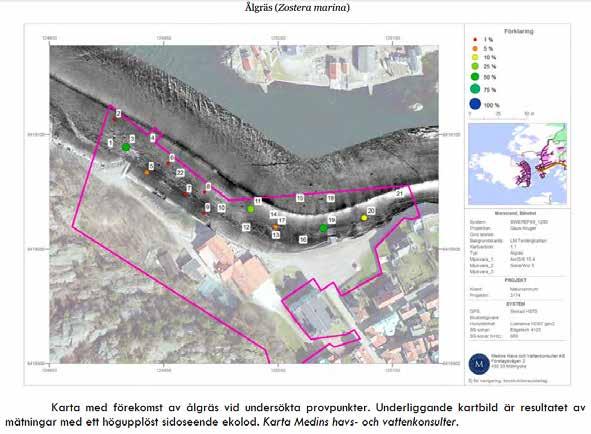 Sandiga bottenytor med inslag av mindre stenar och skal hyser ofta vegetation med grönalger som Cladophora flexuosa och Enteromorpha spp.