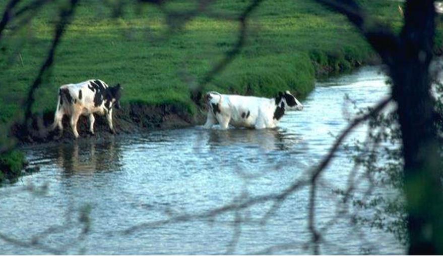 Mjölkproduktion Friska djur och hantering när djuren är sjuka 6.17, 6,18 Läkemedelsbehandling 6.12, 6.
