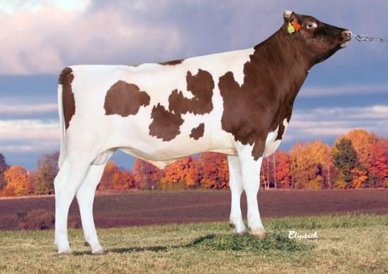 Statistik för topptjurarna i Skåne 2015-16 World Wide Sire Far MF Doser Synergy Cashcoin Mogul 2578 Flattop Platinum Mogul 2192