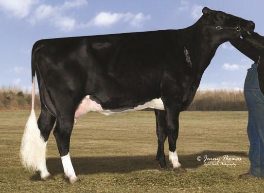 Holstein, med kon JB Sanchez Sanna.