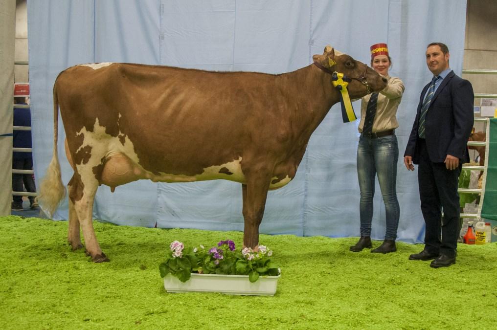 Synergys mormor Viking Holstein Far MF Doser VH Cosmo VH Clark Router 2007 VH Blogg VH Brilon D Jul 1592 VH Bernell Bube VH Salomon