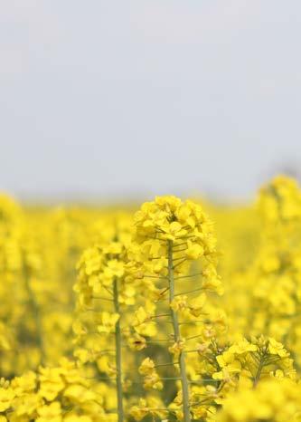 Ekosystemtjänster i Kävlinge kommun Raps är en vanlig gröda i det skånska odlingslandskapet som är beroende pollinering för en bra skörd (Kävlinge kommun 2005) finns i de västra områdena närmast