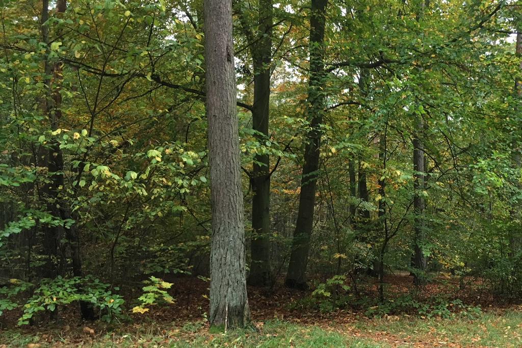 Skogen har en relativt lång kontinuitet med naturvärdesklass 2 med höga naturvärden.