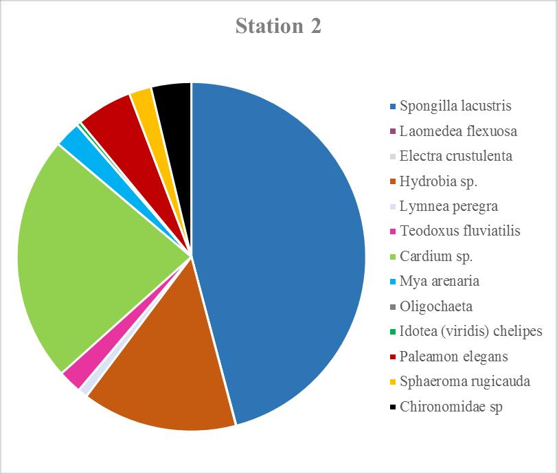 Medelbiomassa för Station 1. Figur 3. Medelabundans för Station 2. Figur 4.