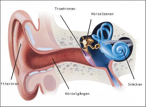 Så här fungerar örat Ytterörat hjälper oss att samla upp ljud från omgivningen. Ljudet förs genom hörselgången in mot trumhinnan. Trumhinnan utgör gränsen för ytter- och mellanöra.