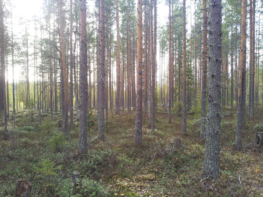 Skogen har ett virkeförråd om ca 15 900 m³k. Jakttuga.