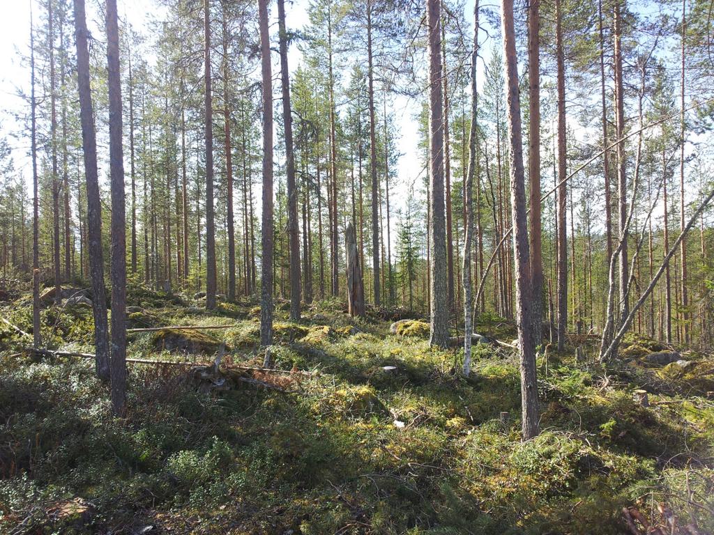 Överkalix Svartträk 3:4 Föräljningobjekt Överkalix Svartträk 3:4 Arealer Enligt mätning på kogkarta Totalt 268 ha Skog 213,9 ha Impediment 48,5 ha Övrigt: 4,4 ha Vatten: 1,2 ha Areal enligt