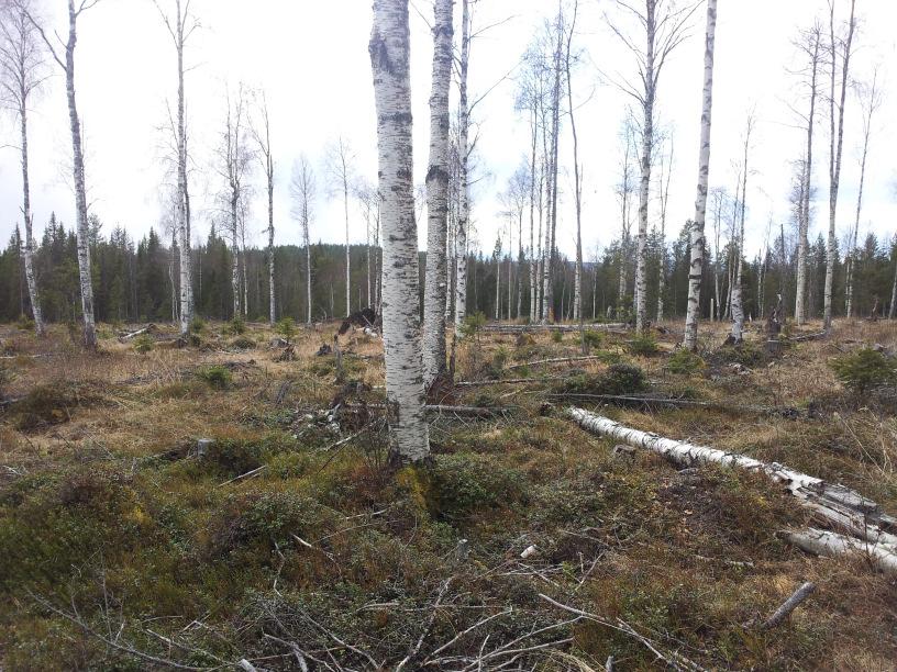 Jakt & Fike Jakten bedriv i Slättåen jaktklubb. Ingår i SÖ Älgkötelområde. Året älg tilldelning är 2 vuxna och två kalvar.