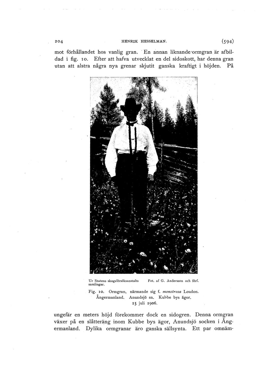 204 HENRIK HESSELMAN. (594) mot förhållandet hos vanlig gran. En annan liknande ormgran är afbildad i fig. 10.