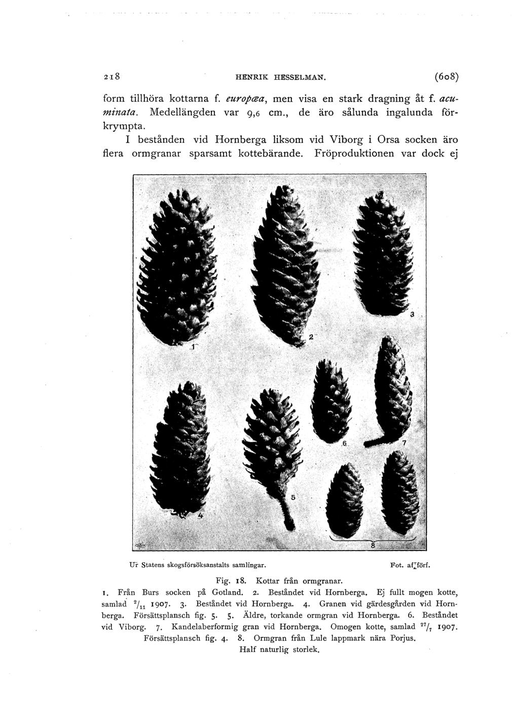 zr8 HENRIK HESSELMAN. (6o8) form tillhöra kottarna f. europa:a, men visa en stark dragning åt f. acumi1lata. Medellängden var 9,6 cm., de äro sålunda ingalunda förkrympta.