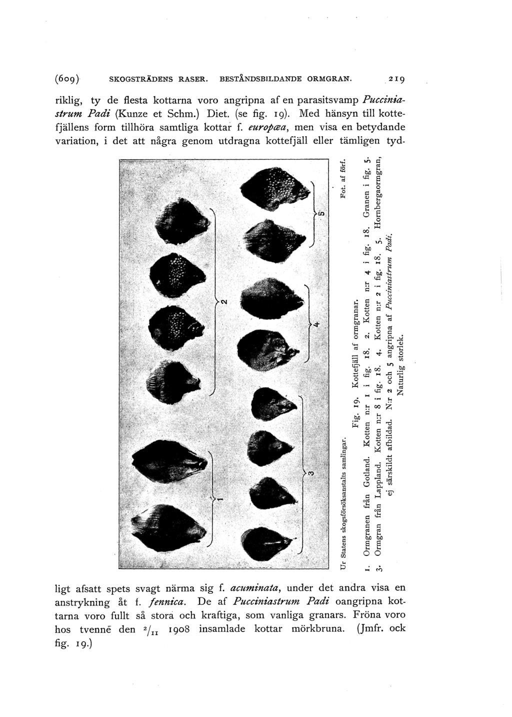 SKOGSTRÄDENS RASER. BESTÅNDSBILDANDE ORMGRAN. riklig, ty de flesta kottarna voro angripna af en parasitsvamp Pucciniastrum Padi (Kunze et Schm.) Diet. (se fig. 19).
