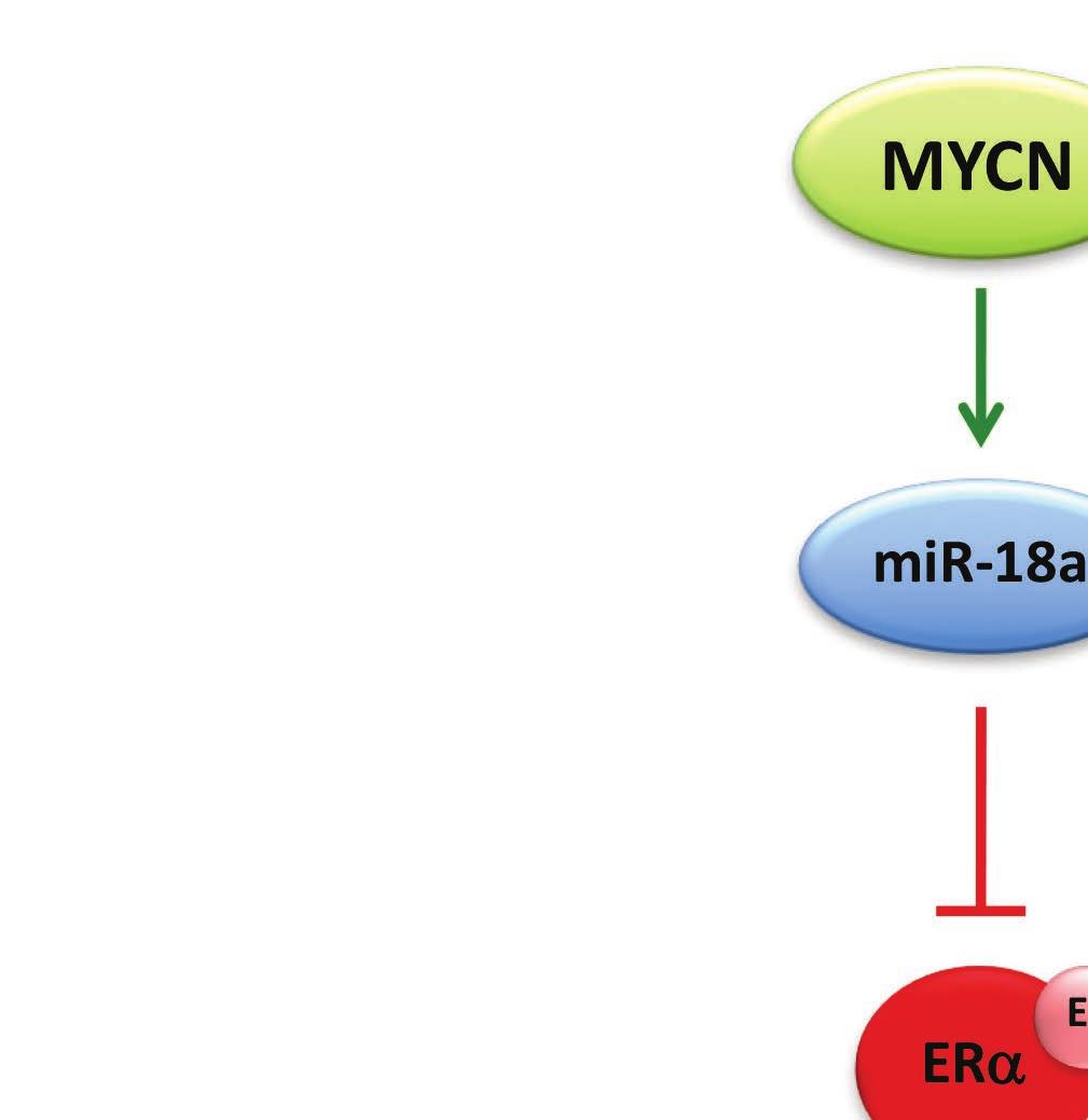 Mekanism för de tumörsupprimerande effekterna av ER-alfa vid neuroblastom: MYCN hämmar expression av ERα via induktion av mir-18a och stör på så vis östrogen- och NGF-signaleringsmedierad neuronal