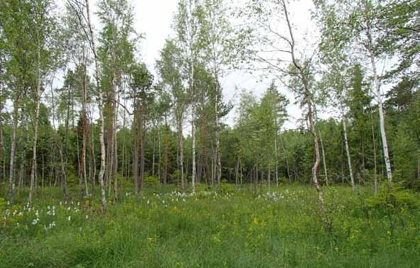 4 Våtmarkernas naturvärde I detta kapitel beskrivs de våtmarksobjekt som finns inom inventeringsområdet. Objekten redovisas i karta i figur 12.