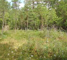 Det nu avgränsade objektet är något mindre än Skogsstyrelsens avgränsning av sumpskogen.