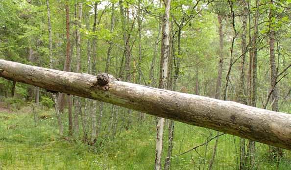 11 Inledning Uppsala kommun planerar en större utbyggnad av Funbo/Gunsta i enlighet med en fördjupad översiktsplan för Funbo från 2011. Ett flertal detaljplaner kommer att upprättas för området.