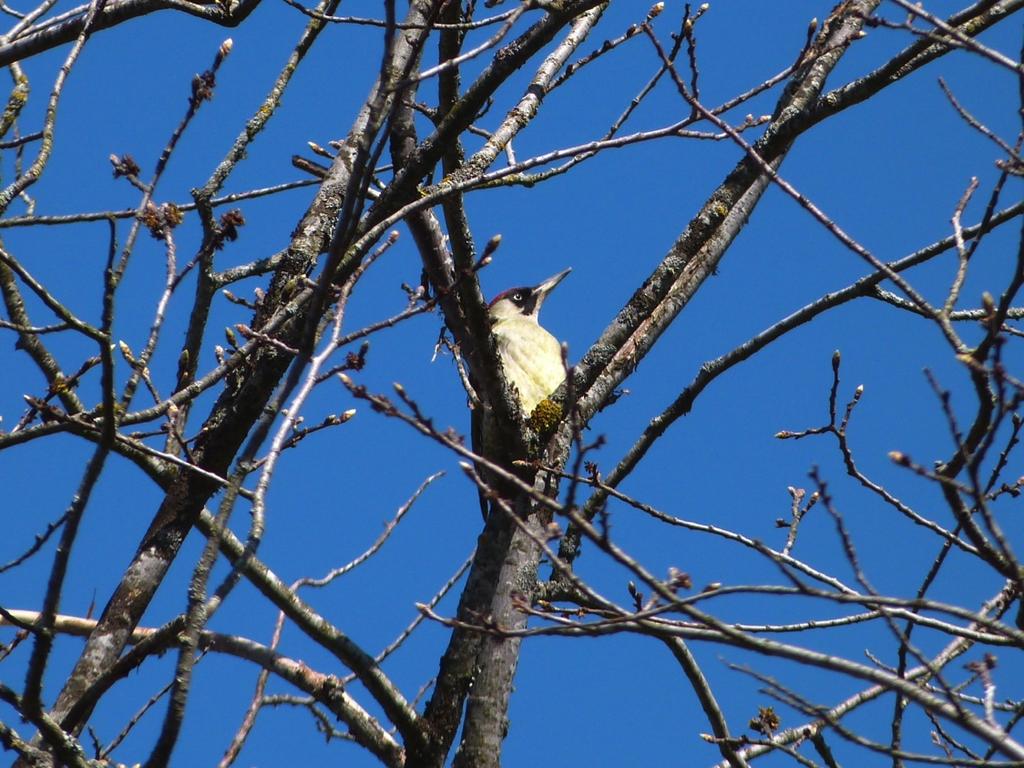 NVI Fjällbacka 176:124. Naturcentrum AB.