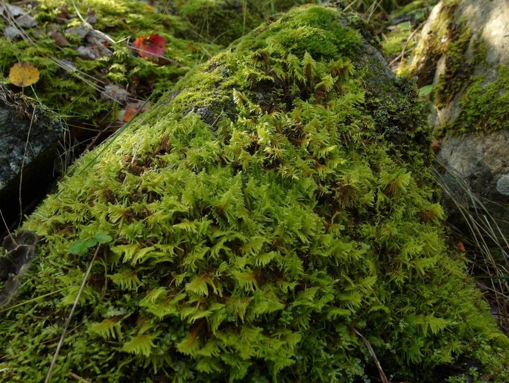 En mycket vacker barrskogsart, kammossa,
