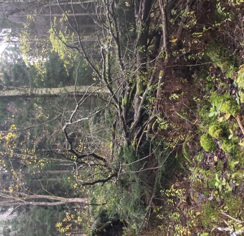 Figur 11. Vy över naturvärdesobjekt FAGR_YT_06. Naturvärdesobjekt FAGR_YT_07 Biotopvärden: Betad gräsmark Beskrivning: Öppen gräsmark med kvävepåverkad flora.