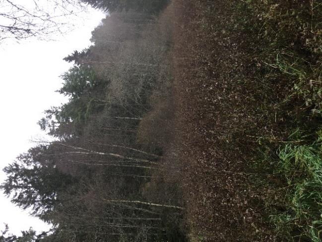 Naturvärdesobjekt FAGR_YT_10 Biotopvärden: Betad gräsmark Beskrivning: Lika som objekt FAGR_YT_09. Dessutom flera gamla björkar med rikligt med mossa.