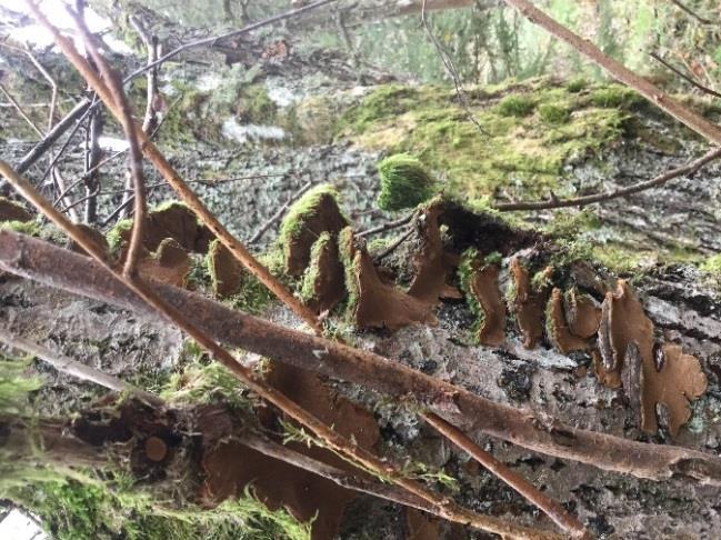 Domineras av bredbladiga gräs och älggräs i södra delen. I norra tillkommer strätta. Fina lövrika brynzoner runt om med Salix-arter, björk och sälg.