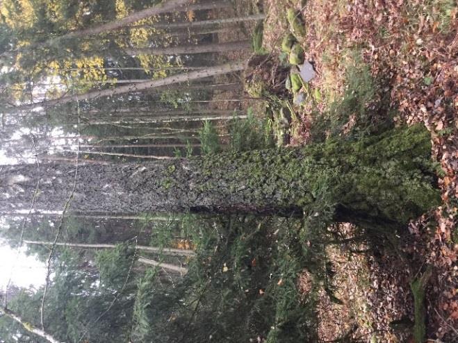 Naturvärdesobjekt FAGR_YT_13 Naturvärdesklass 3 Påtagliga naturvärden Biotopvärden: Äldre träd, död ved, hålträd, stenmurar.