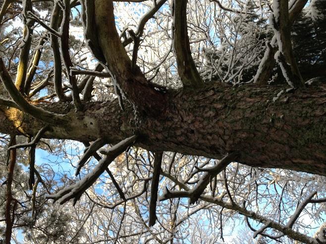 Potential: Området kan om det lämnas utan skogsbruksåtgärder inom relativt kort tidsperiod utveckla högre naturvärden.