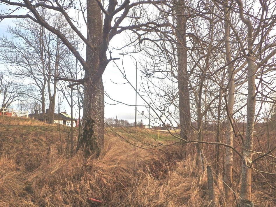 10 Område 2 0,02 ha 2 askar Klass 3, Påtagligt naturvärde Området har ett påtagligt biotopvärde knutet till de två gamla askarna. Området består av två gamla grova askar.