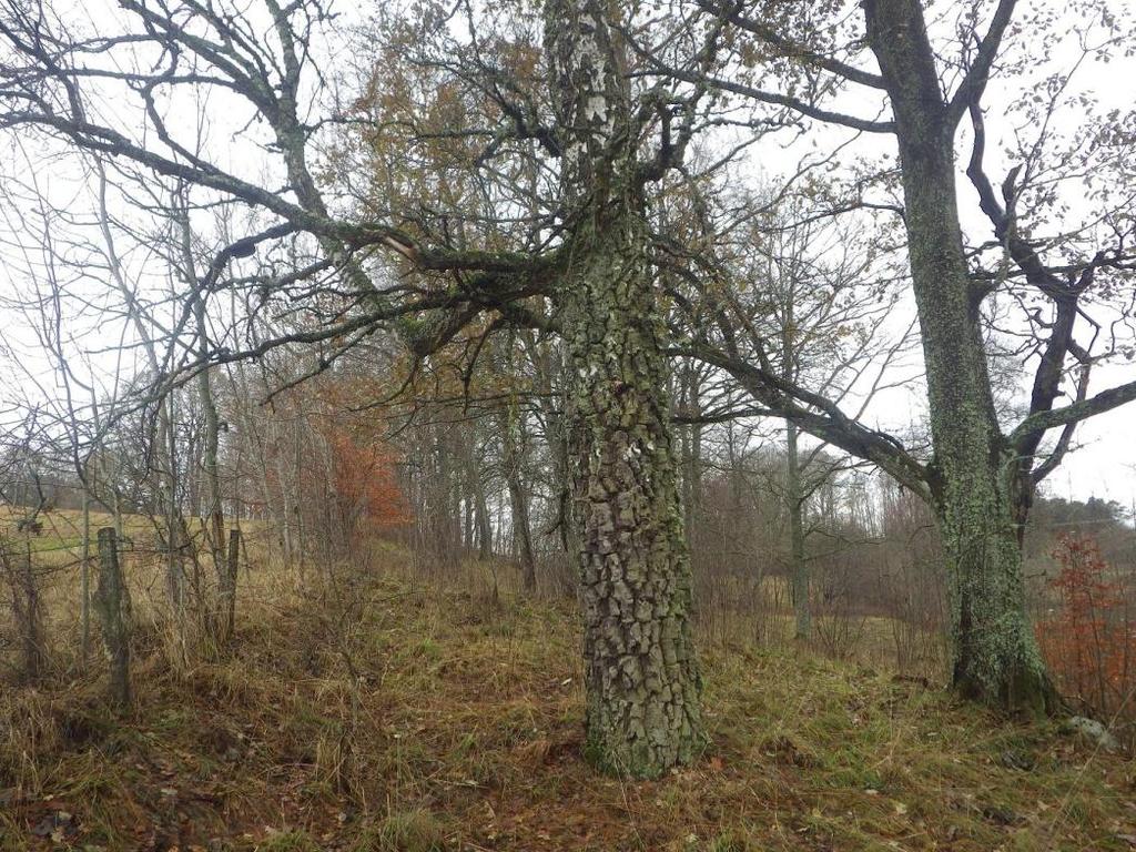 14 Område 5 0,8 ha Lövskog Klass 3, Påtagligt naturvärde Området har ett påtagligt biotopvärde knutet till gamla björkar, hålaspar och äldre ek.