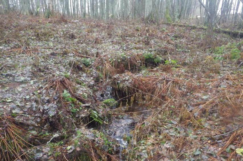arealen våtmark samt till det naturliga loppet för den lilla bäcken.