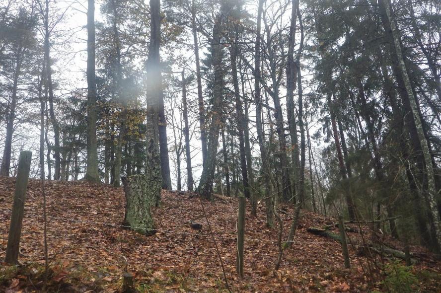 18 några mossklädda stenblock. Fältskiktet i området domineras av ormbunkar och högvuxna örter.