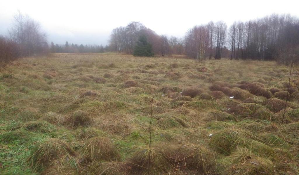 24 Område 15 2,3 ha Fuktäng (biotopskydd) Klass 4, Visst naturvärde? Området har ett visst biotopvärde knutet till den ganska stora fuktiga gräsmarken.