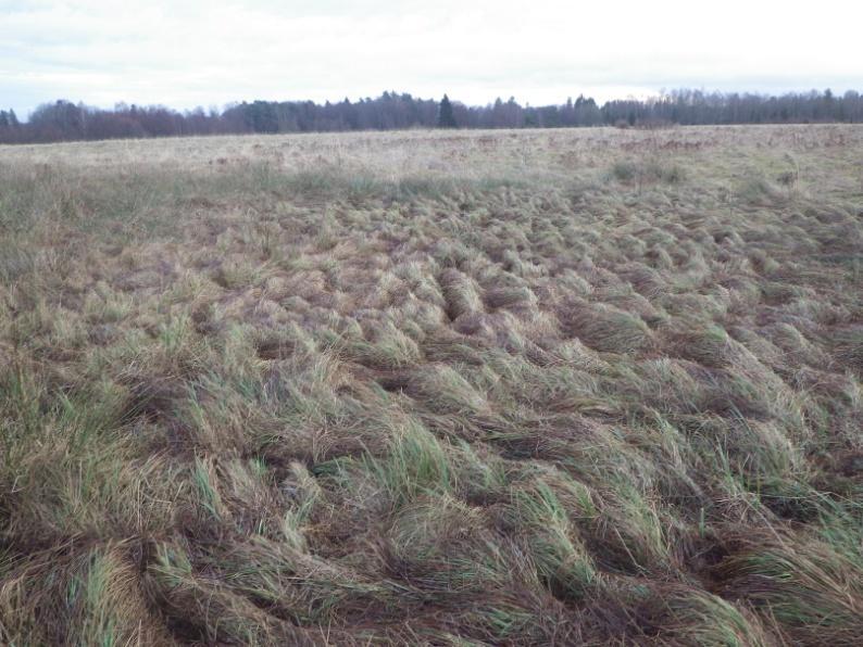 26 Område 17 0,02 ha Damm (Biotopskydd) Klass 3, Påtagligt naturvärde? Området har ett påtagligt biotopvärde då det handlar om en ovanlig naturtyp som minskat i landskapet.