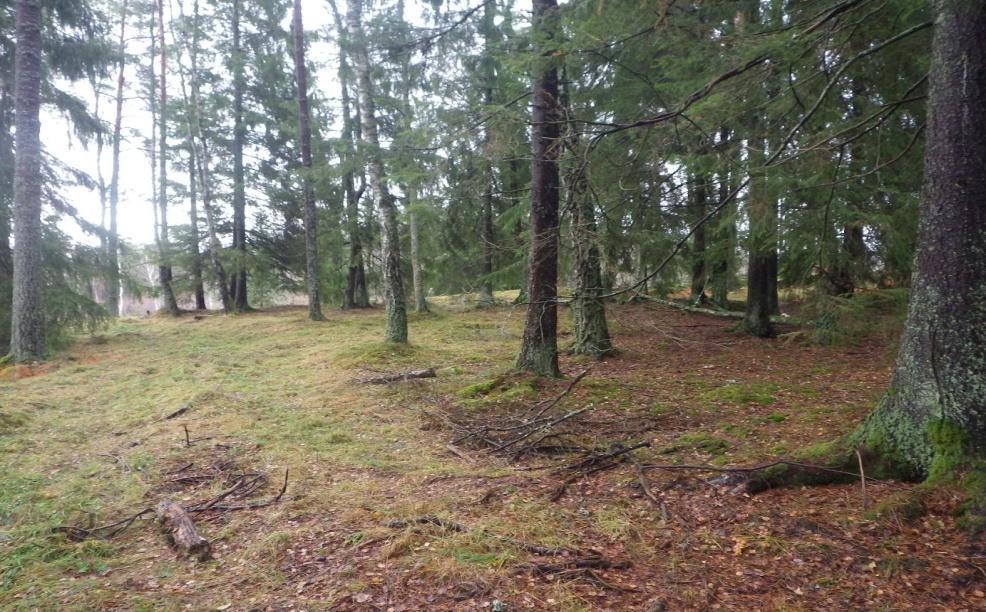 28 Området består av en ganska stor frisk gräsmark som i huvudsak är flack med några låga berghällar i öster.