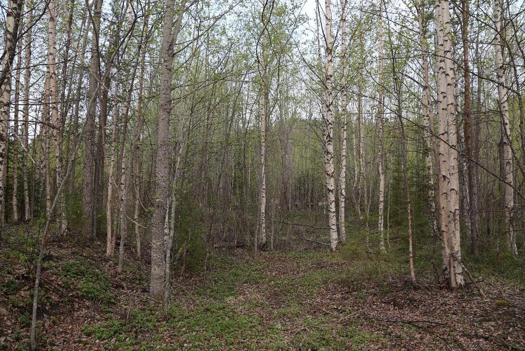 7.1.5 Område 5: Tidigare tomtmark Naturvärdesklass Påtagligt naturvärde (NV-klass 3) Naturtyp Park och trädgård Naturvårdsarter Dokumenterad förekomst av revlummer, inga övriga naturvårdsarter