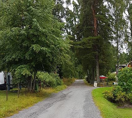 Trädgårdarna har ett rikt träd- och buskskikt och det finns tämligen allmänt med äldre, grova träd. En del av dem hålträd.