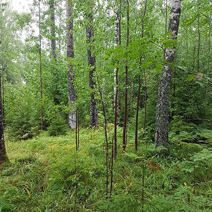 5.2 Naturvärdesobjekt 1 Naturvärdeklass 4 Areal: 0,4 hektar Naturtyp: Skog och träd Biotop: Triviallövskog Beskrivning: Ett lövskogsområde som utgörs av en slänt mot väster.