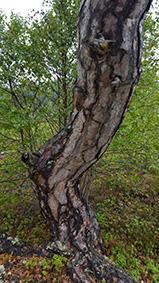5.3 Naturvärdesobjekt 2 Naturvärdeklass 3 Areal: 0,7 hektar Naturtyp: Skog och träd Biotop: Hällmarkstallskog Beskrivning: Gles hälltallmark med fönster- och renlav i bottenskiktet samt ljung och