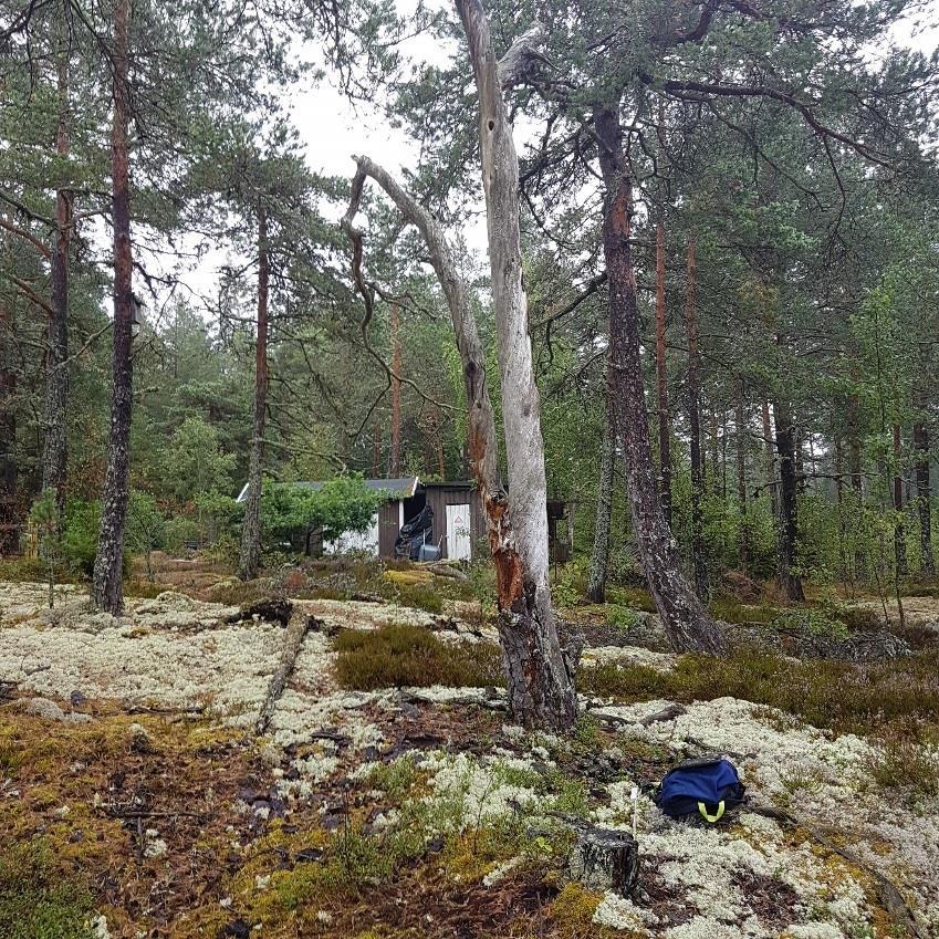 5.4 Naturvärdesobjekt 3 Naturvärdeklass 3 Areal: 0,3 hektar Naturtyp: Skog och träd Biotop: Hällmarkstallskog Beskrivning: Hällmarkstallskog med fönster- och renlav i bottenskiktet samt ljung i