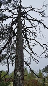 5.5 Naturvärdesobjekt 4 Naturvärdeklass 3 Areal: 0,7 hektar Naturtyp: Skog och träd Biotop: Hällmarkstallskog Beskrivning: Hällmarkstallskog med äldre solbelysta tallar och berg i dagen.