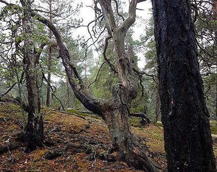 5.6 Naturvärdesobjekt 5 Naturvärdeklass 2 Areal: 0,7 hektar Naturtyp: Skog och träd Biotop: Hällmarkstallskog Beskrivning: Skiktad hällmarkstallskog i slänt.