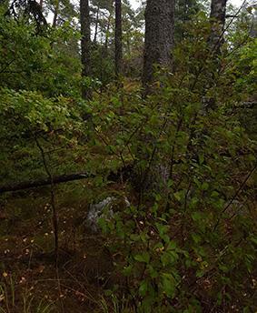 5.7 Naturvärdesobjekt 6 Naturvärdeklass 4 Areal: 0,4 hektar Naturtyp: Skog och träd Biotop: Barrblandskog Beskrivning: Objekt med äldre grova granar och någon grov asp.
