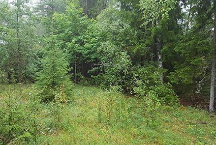 5.8 Naturvärdesobjekt 7 Naturvärdeklass 4 Areal: 0,3 hektar Naturtyp: Skog och träd Biotop: Ingenväxningsskog Beskrivning: Troligen en äldre betesmark som kommit att växa igen efter upphörd hävd.
