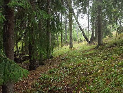 5.9 Naturvärdesobjekt 8 Naturvärdeklass 4 Areal: 0,2 hektar Naturtyp: Skog och träd Biotop: Barrblandskog Beskrivning: Äldre barrblandskog med grova granar och tallar. Även ek finns i trädskiktet.