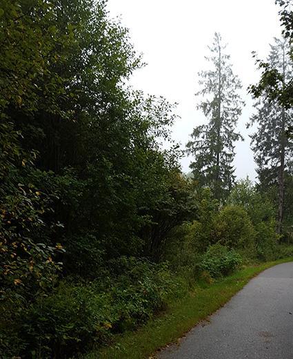 5.13 Naturvärdesobjekt 12 Naturvärdeklass 4 Areal: 0,3 hektar Naturtyp: Skog och träd Biotop: Igenväxningsskog Beskrivning: Ett lövskogsobjekt med blommande och bärande träd och buskar.