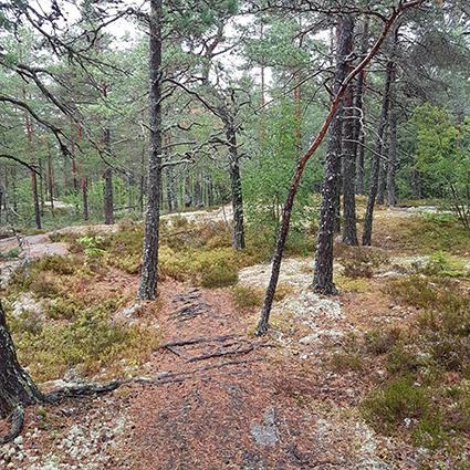 5.14 Naturvärdesobjekt 13 Naturvärdeklass 4 Areal: 1,3 hektar Naturtyp: Skog och träd Biotop: Hällmarkstallskog Beskrivning: Hällmarkstallskog med ljung i fältskiktet I bottenskiktet finns ren- och