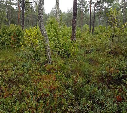 5.15 Naturvärdesobjekt 14 Naturvärdeklass 4 Areal: 0,2 hektar Naturtyp: Skog och träd Biotop: Skogsbevuxen myr Beskrivning: Skogsbevuxen myr där enstaka träd tagits bort vilket syns i form av stubbar